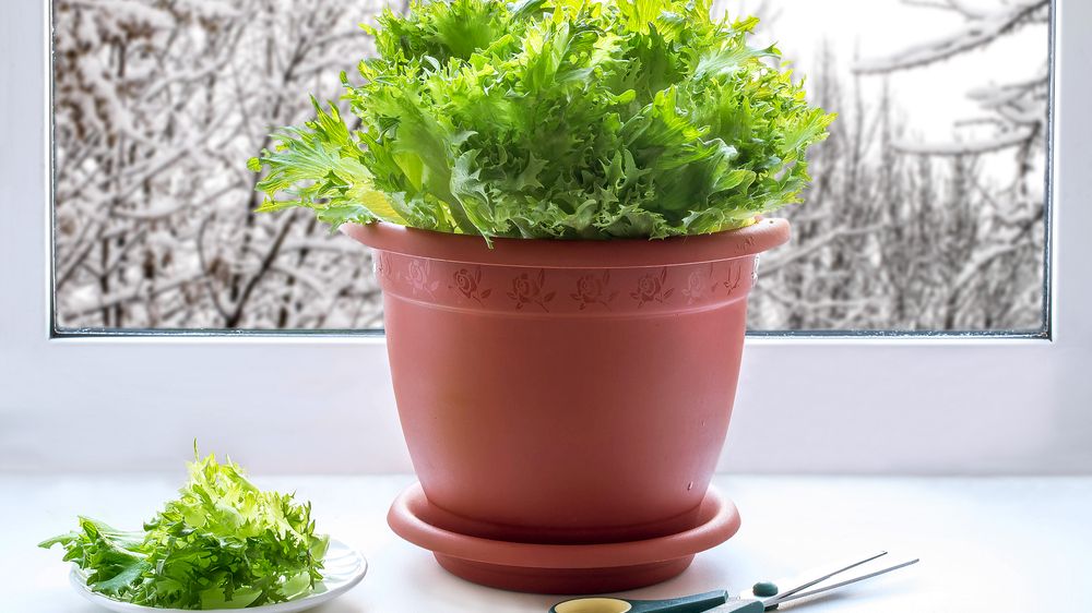 Pěstování za oknem: V zimě zpestří jídelníček klíčky, bylinky a třeba i vlastní rajčata